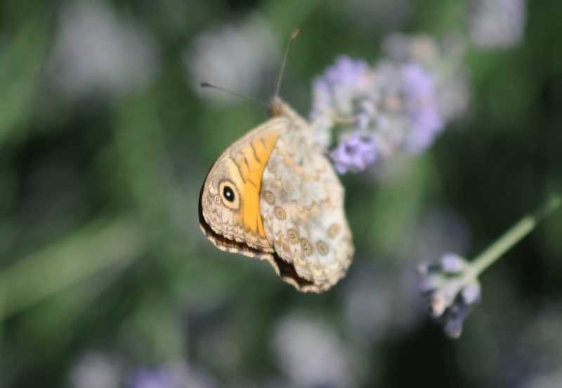 Lasiommata megera? S�